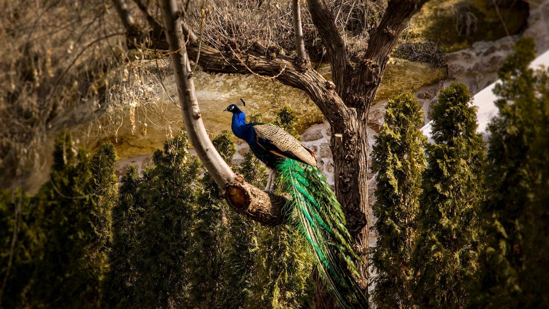 Ajwa Cappadocia - Preferred Legend Collection 5* Mustafapaşa